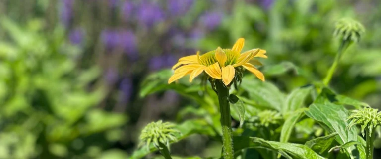 landscape plants for your zone