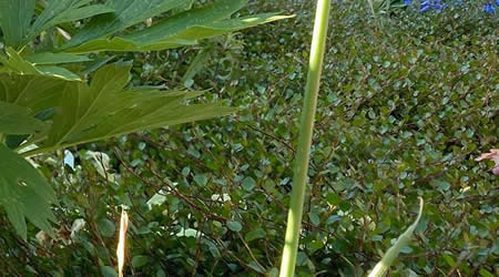 Ground Cover