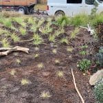 Planting Services By White Oak Landscapes