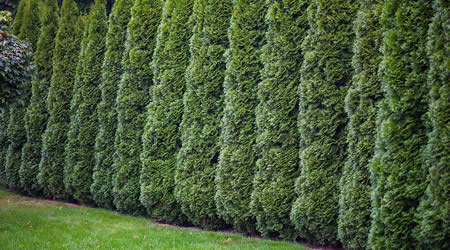 Privacy Hedge Planting